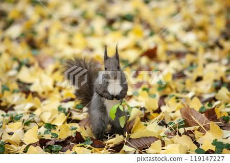 一隻松鼠跑過銀杏林 119147227