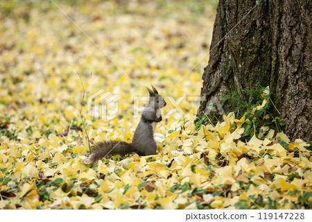 一隻松鼠跑過銀杏林 119147228