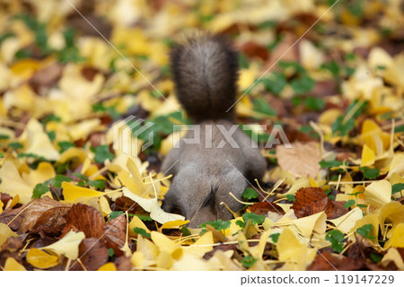 Hokkaido squirrels running around in the ginkgo forest Hokkaido squirrels running around in the ginkgo forest 119147229