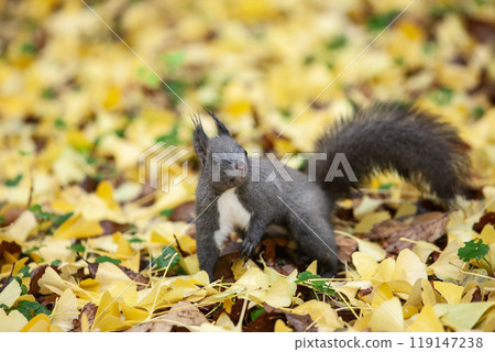 Hokkaido squirrels running around in the ginkgo forest Hokkaido squirrels running around in the ginkgo forest 119147238