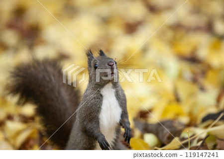 一隻松鼠跑過銀杏林 119147241
