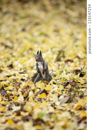 一隻松鼠跑過銀杏林 119147254
