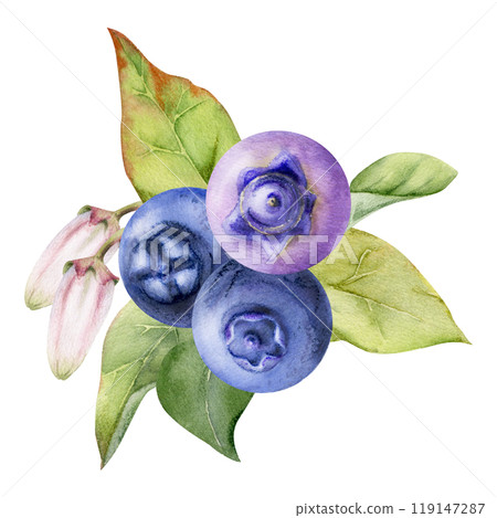 Blueberry blackberry with white pink bell flowers, hand drawn in watercolor, ripe forest berry cluster bunch. Buttonhole isolated botanical illustration. Restaurant, dessert cafe menu, farmers market Blueberry blackberry with white pink bell flowers, hand drawn in watercolor, ripe forest berry cluster bunch. Buttonhole isolated botanical illustration. Restaurant, dessert cafe menu, farmers market 119147287