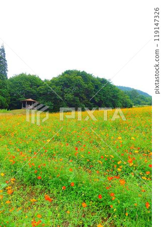 Cosmos in full bloom, Autumn cherry blossoms, Cosmosberg, Omoshiroyama Plateau Cosmos in full bloom, Autumn cherry blossoms, Cosmosberg, Omoshiroyama Plateau 119147326