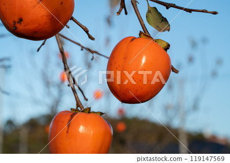 persimmon tree branch natural persimmon tree かき persimmon 119147569