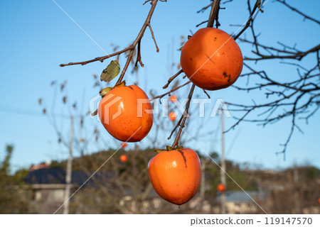 柿子 樹 樹枝 natural persimmon tree かき 柿 119147570