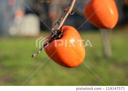 柿子 樹 樹枝 natural persimmon tree かき 柿 柿子 樹 樹枝 natural persimmon tree かき 柿 119147571