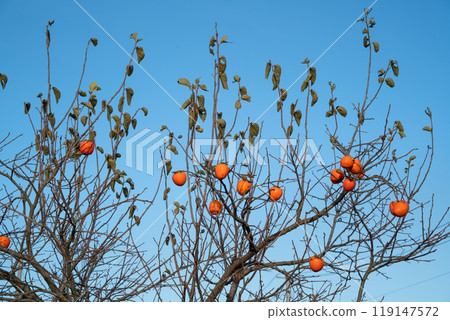 柿子 樹 樹枝 natural persimmon tree かき 柿 119147572