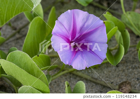 在沖繩的沙灘上盛開的旋藻旋植物 在沖繩的沙灘上盛開的旋藻旋植物 119148234