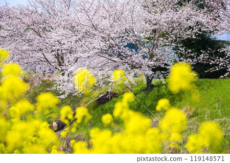 "Heartwarming Spring Ingredients" Cherry blossoms and rape blossoms "Heartwarming Spring Ingredients" Cherry blossoms and rape blossoms 119148571