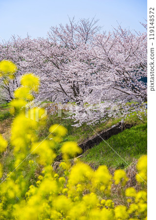 "Heartwarming Spring Ingredients" Cherry blossoms and rape blossoms 119148572