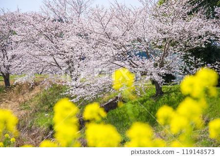 "Heartwarming Spring Ingredients" Cherry blossoms and rape blossoms 119148573