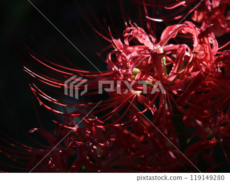 美麗的群集孤挺花 美麗的群集孤挺花 119149280