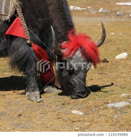 Head of a black yak in Gokyo, Nepal. 119149960