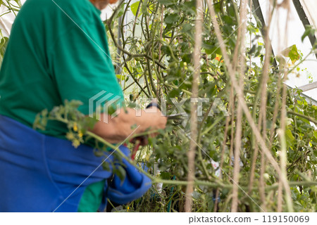 Woman is pruning tomato plant branches in the greenhouse. Trimming diseased tomato leaves in a greenhouse Woman is pruning tomato plant branches in the greenhouse. Trimming diseased tomato leaves in a greenhouse 119150069