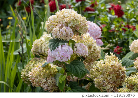 Hydrangea arborescens Candybelle Lollypop (Bubblegum) flowers in garden Hydrangea arborescens Candybelle Lollypop (Bubblegum) flowers in garden 119150070