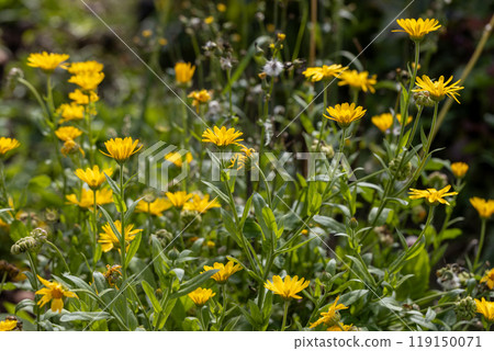 Yellow calendula flowers in the garden Yellow calendula flowers in the garden 119150071