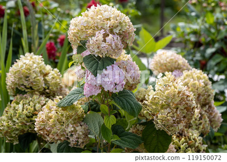 Hydrangea arborescens Candybelle Lollypop (Bubblegum) flowers in garden Hydrangea arborescens Candybelle Lollypop (Bubblegum) flowers in garden 119150072