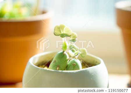 Succulents revived after being torn apart Succulents revived after being torn apart 119150077