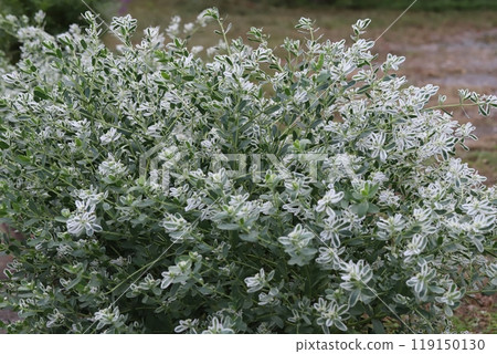 秋園裡盛開的雪花蓮的綠葉與白色邊框和小白花 秋園裡盛開的雪花蓮的綠葉與白色邊框和小白花 119150130
