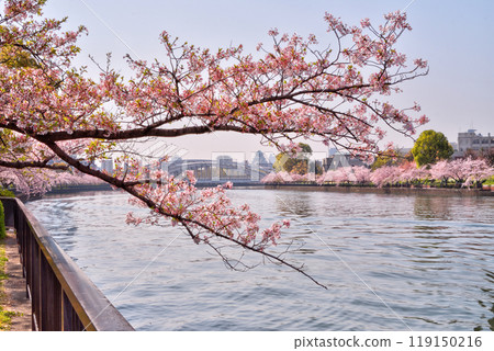 Sakuragi的櫻花 Sakuragi的櫻花 119150216