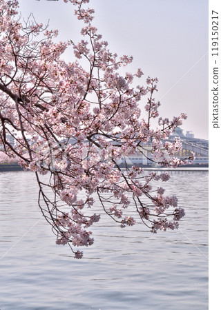 Cherry blossoms in Sakuragi Cherry blossoms in Sakuragi 119150217