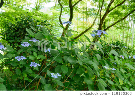 Hydrangea flowers blooming in a bamboo forest Hydrangea flowers blooming in a bamboo forest 119150303