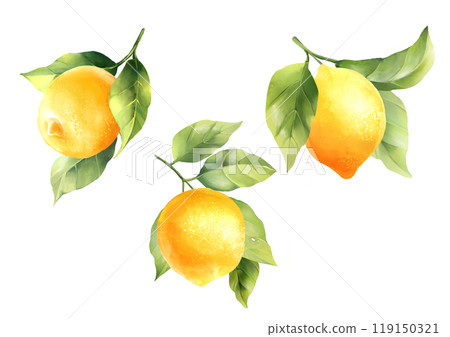 Lemons with leaves, isolated on white background. Hand drawn illustration. 119150321