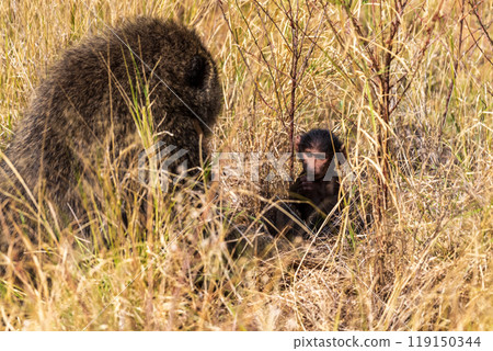Baboons in Samburu national reserve 119150344