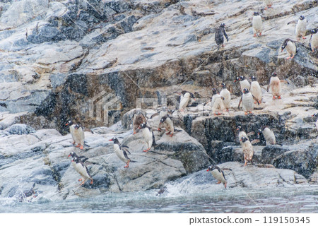 Gentoo Penguins in the snow 119150345