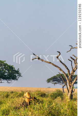 Two female lions in the Serengeti 119150346