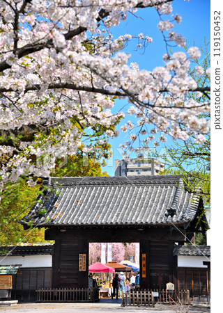 Cherry blossoms at Kuromon Gate in Tokugawa Garden, Nagoya City, Aichi Prefecture 119150452
