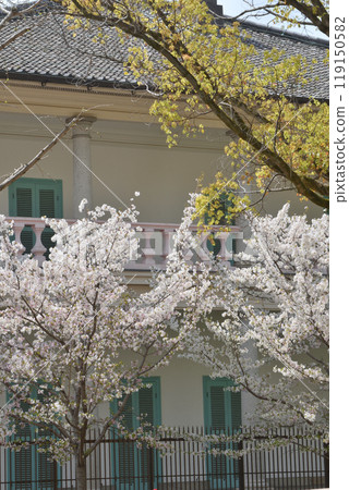 櫻花盛開 櫻花盛開 119150582
