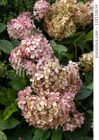 Hydrangea arborescens Candybelle Lollypop (Bubblegum) flowers in garden Hydrangea arborescens Candybelle Lollypop (Bubblegum) flowers in garden 119150634