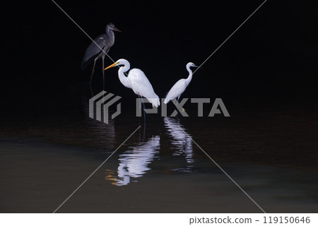 蒼鷺的三種類型 蒼鷺的三種類型 119150646