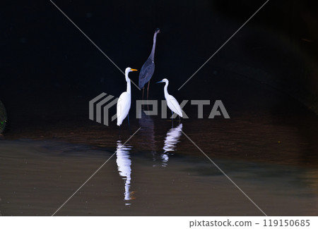 藍鷺、大鷺、小鷺 藍鷺、大鷺、小鷺 119150685