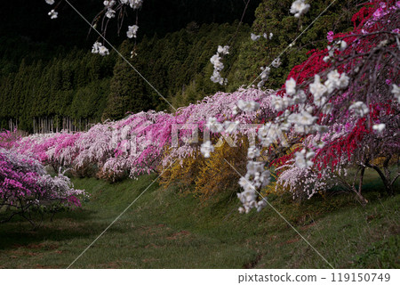 盛開的鮮花 119150749