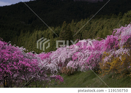 Blooming flowers 119150750