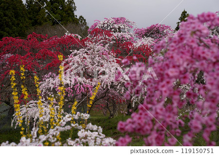 Blooming flowers 119150751