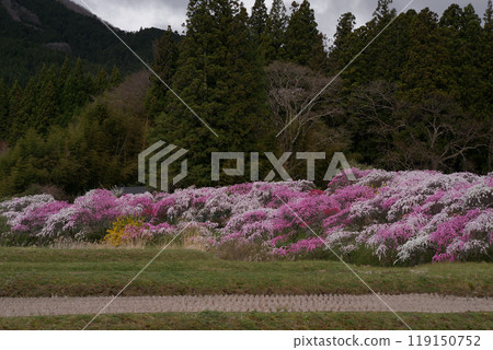 Blooming flowers 119150752