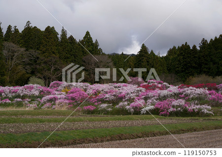 Blooming flowers 119150753