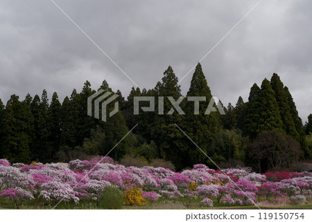 Blooming flowers 119150754