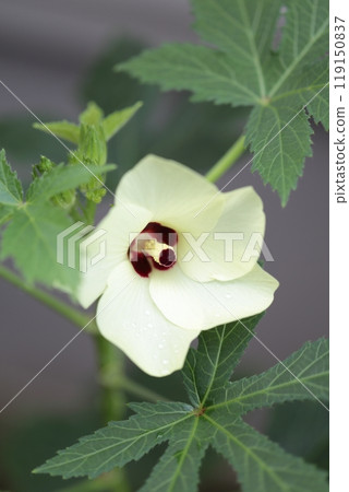 秋葵花瓣 秋葵花瓣 119150837