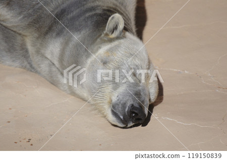 A napping polar bear A napping polar bear 119150839