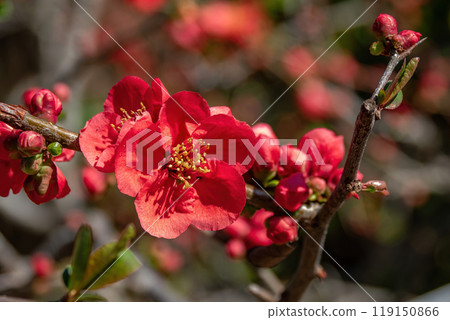 鮮紅色的花瓣和黃色的花蕊模糊 鮮紅色的花瓣和黃色的花蕊模糊 119150866
