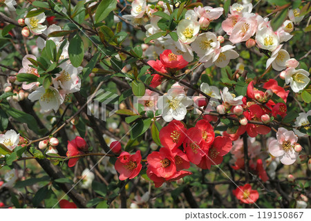 色彩繽紛的花壇，紅色和白色模糊重疊 119150867