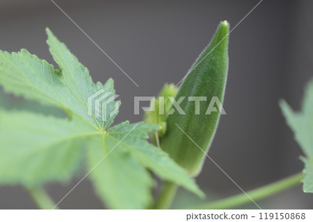 秋葵水果 秋葵水果 119150868