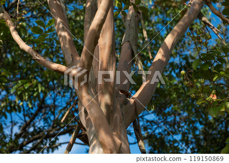 長得很大的樹幹 長得很大的樹幹 119150869