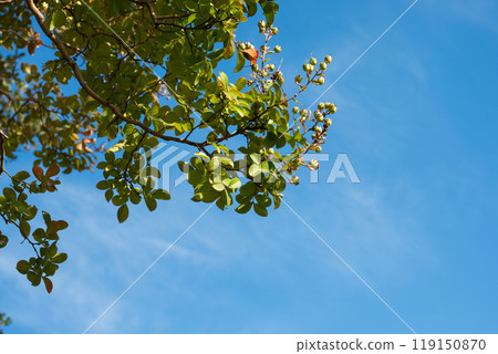 葉子開始變色 葉子開始變色 119150870