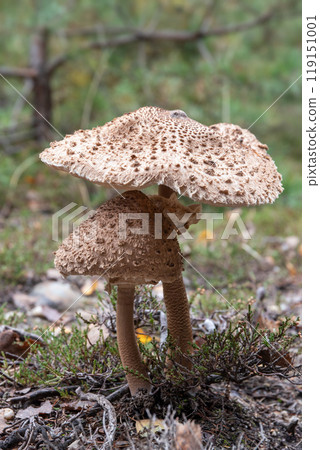 Parasol mushroom  - edible mushroom 119151001